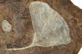Three Paleocene Fossil Ginkgo Leaves - North Dakota #270203-1
